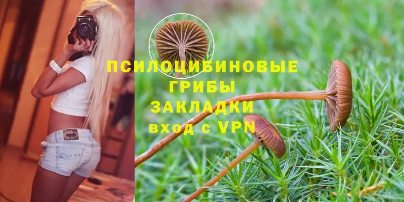 Галлюциногенные грибы Psilocybine cubensis  купить наркотик  Лодейное Поле 